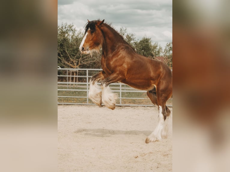 Clydesdale Hengst Bruin in W&#xF6;lfersheim