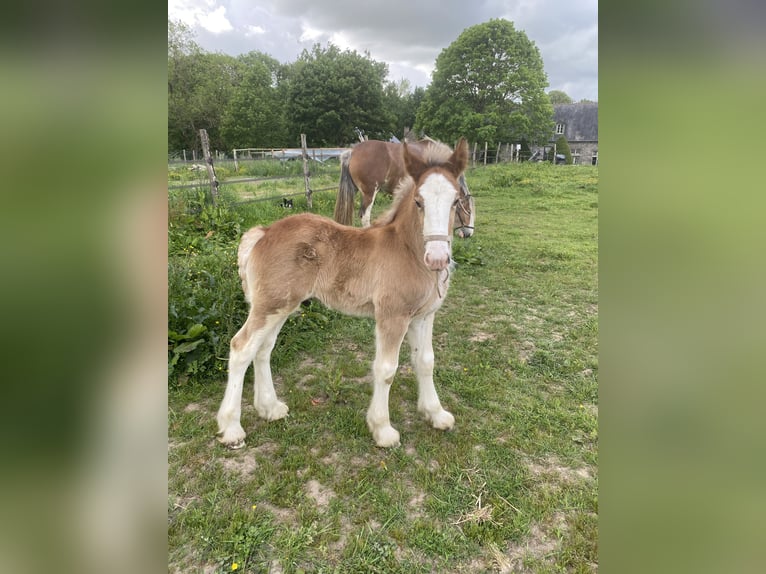 Clydesdale Hengst  in Baguer Pican