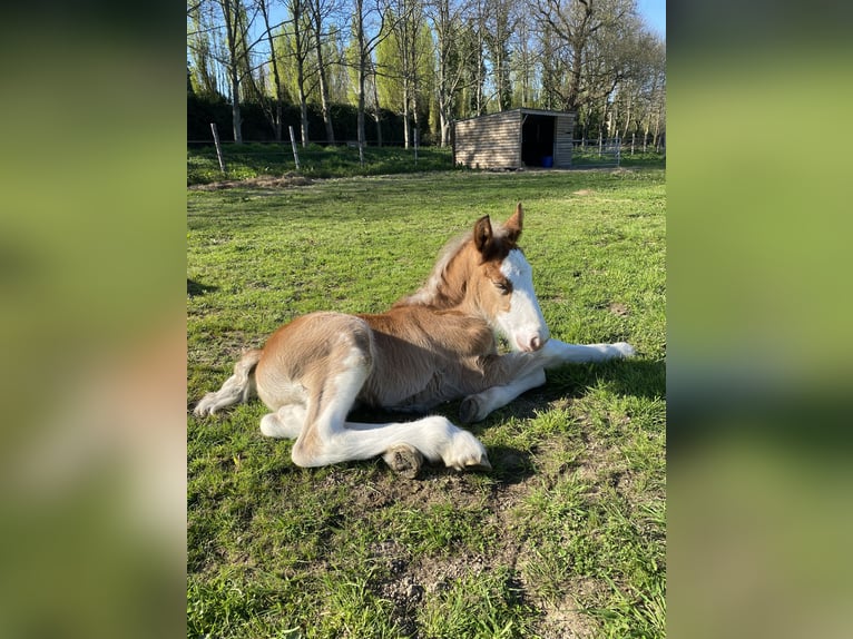 Clydesdale Hengst  in Baguer Pican
