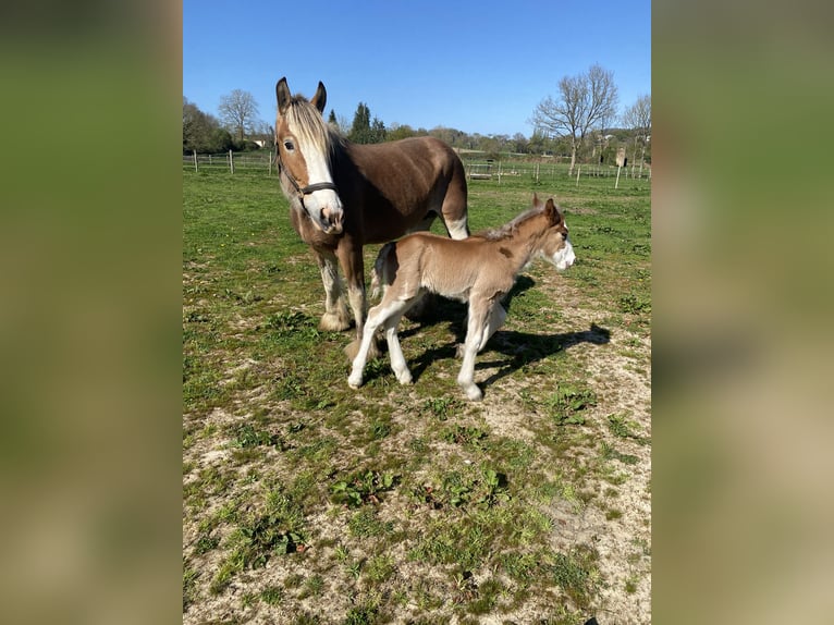 Clydesdale Hengst  in Baguer Pican