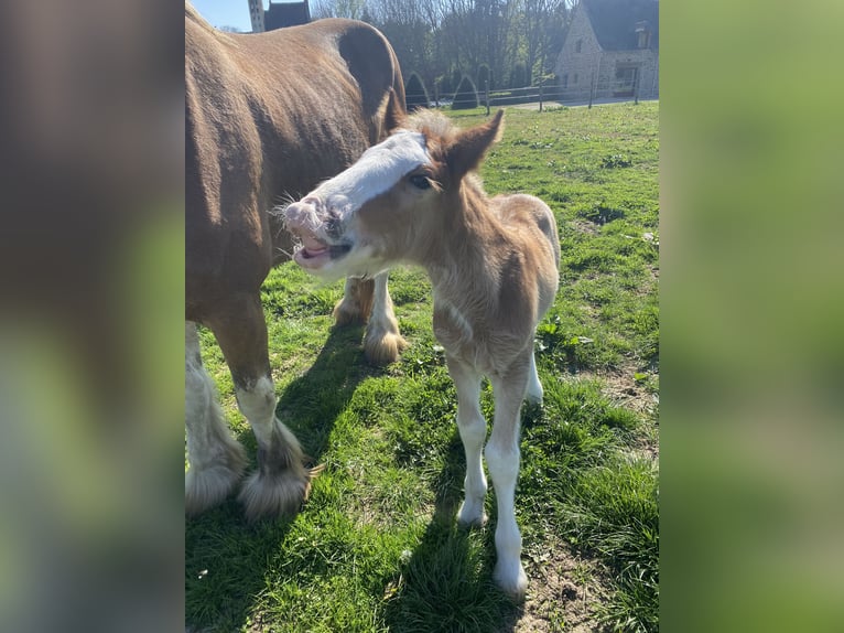 Clydesdale Hengst  in Baguer Pican