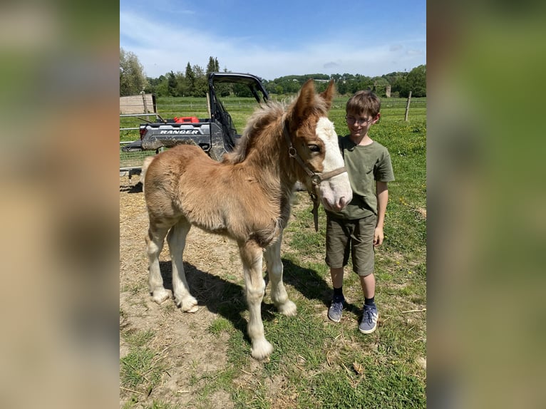 Clydesdale Hengst  in Baguer Pican