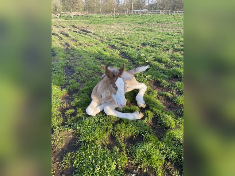 Clydesdale Hengst  in Baguer Pican