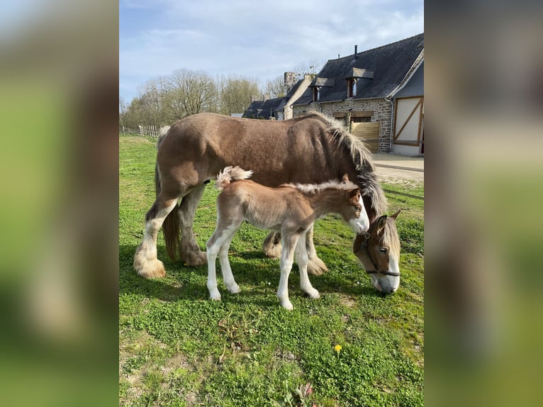 Clydesdale Hengst  in Baguer Pican