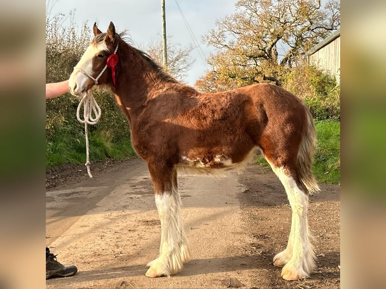 Clydesdale Hengst  in whitegate