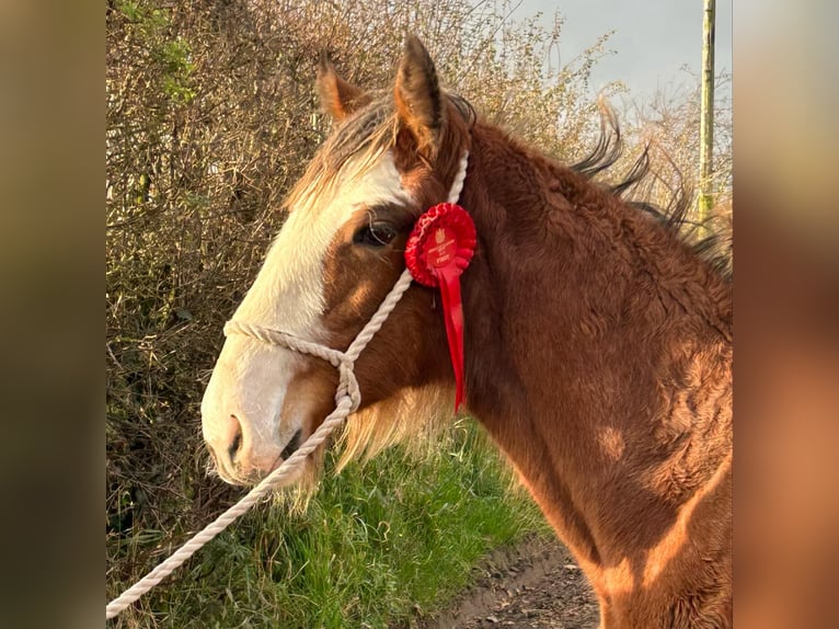 Clydesdale Hengst Fohlen (04/2024) in whitegate