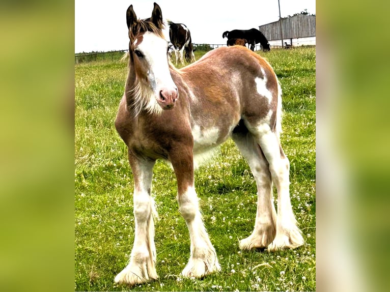 Clydesdale Hengst Fohlen (03/2026)  in 2bq