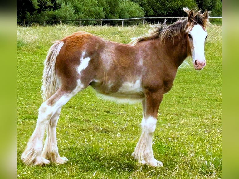 Clydesdale Hengst Fohlen (04/2026)  in marbury