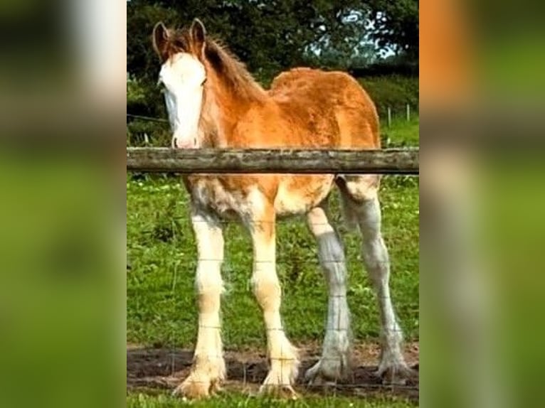 Clydesdale Hengst in whitegate Clydesdale Hengst in whitegate