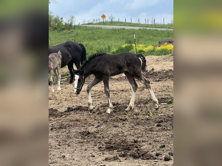 Clydesdale Mix Hengst  163 cm Zwart in Dewittville