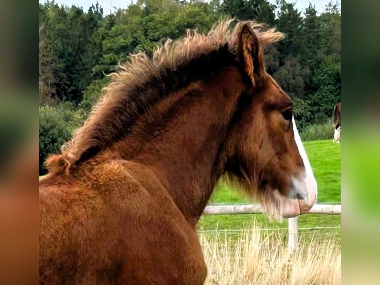 Clydesdale Hengst Veulen (06/2026)  in 2bq