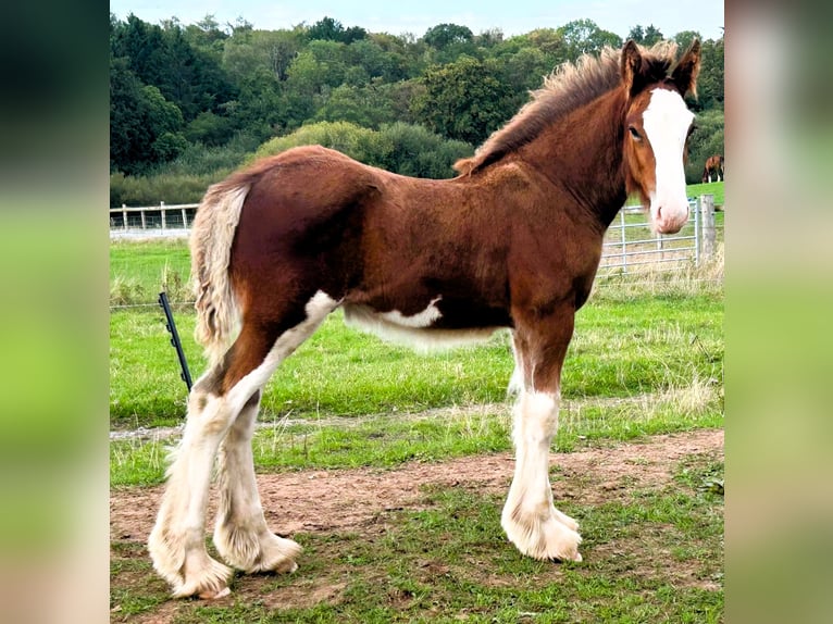 Clydesdale Hengst Veulen (06/2026)  in 2bq