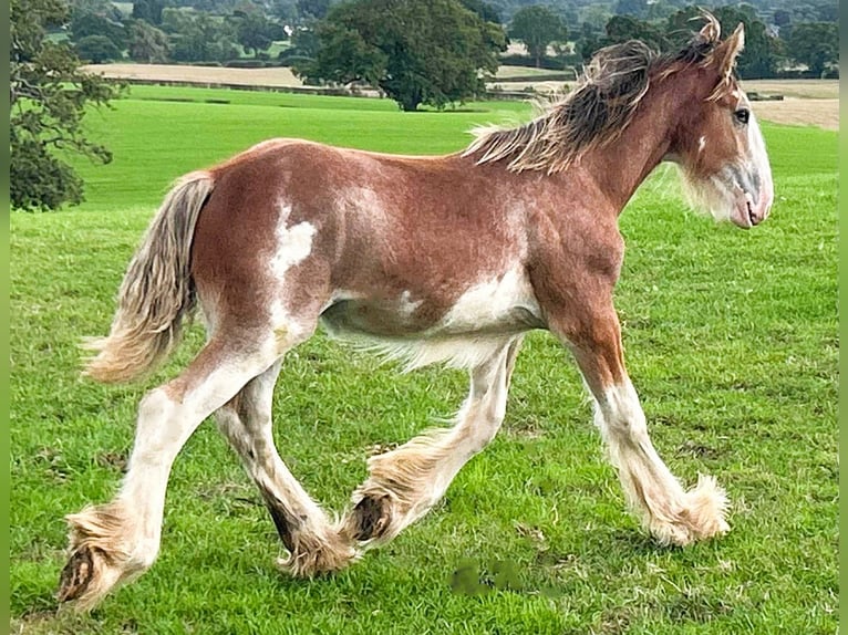 Clydesdale Hengst Veulen (03/2026)  in marbury