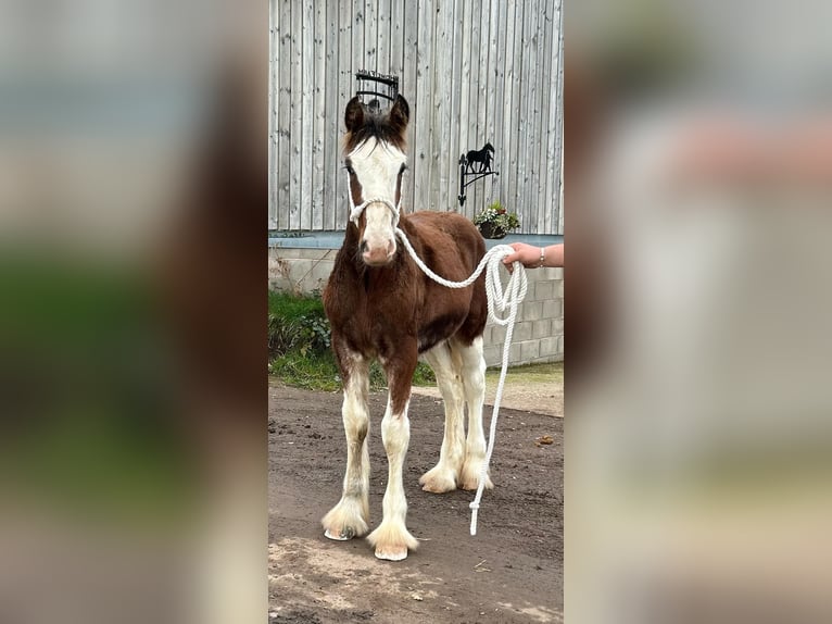 Clydesdale Hengst veulen (05/2024) in whitegate