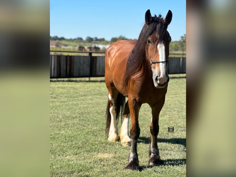 Clydesdale Hongre 10 Ans 173 cm Roan-Bay in Jacksboro TX
