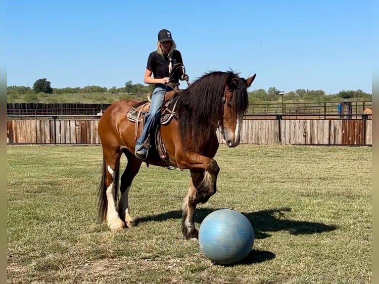 Clydesdale Hongre 10 Ans 173 cm Roan-Bay in Jacksboro TX
