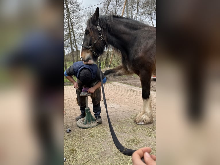 Clydesdale Hongre 10 Ans 185 cm  in Sachsenheim
