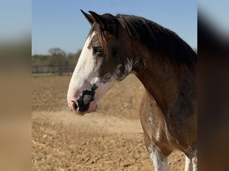Clydesdale Hongre 11 Ans Bai in Weatherford