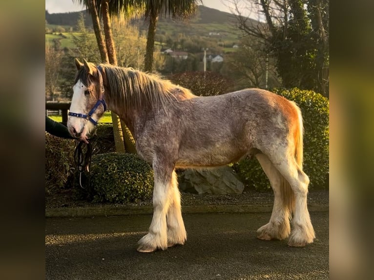 Clydesdale Hongre 3 Ans 170 cm Rouan Rouge in Down