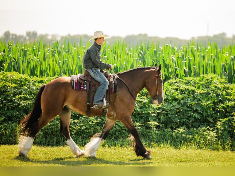 Clydesdale Croisé Hongre 4 Ans 163 cm Bai cerise in Cambridge
