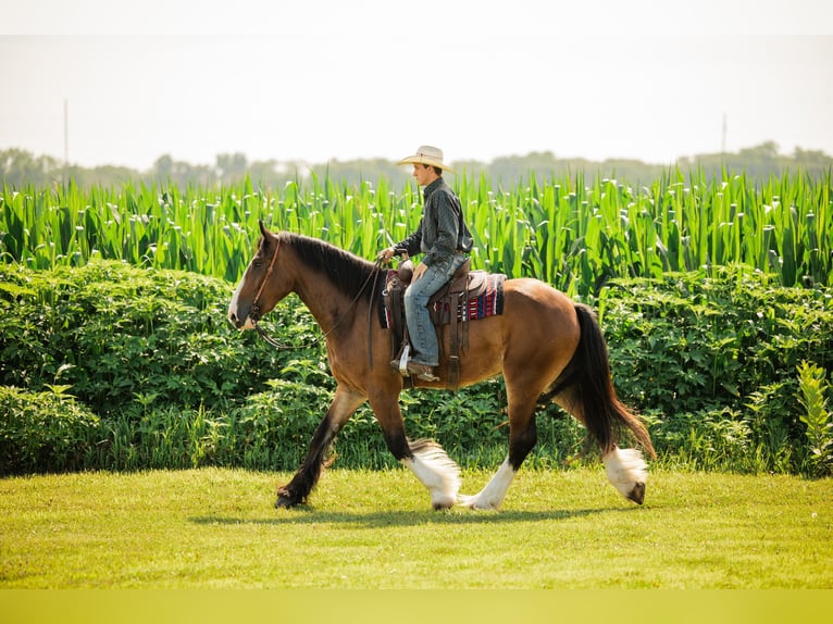 Clydesdale Croisé Hongre 4 Ans 163 cm Bai cerise in Cambridge