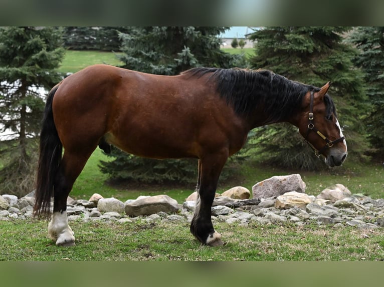 Clydesdale Hongre 4 Ans 168 cm Bai cerise in Warsaw NY