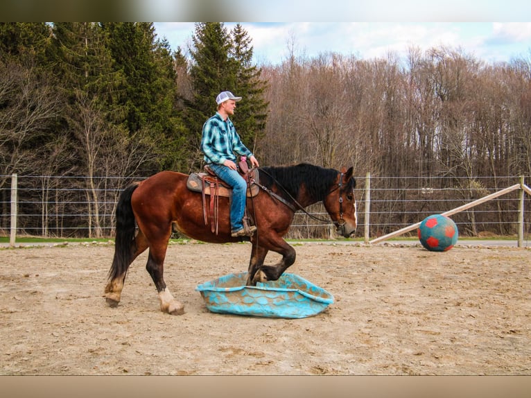 Clydesdale Hongre 4 Ans 168 cm Bai cerise in Warsaw NY