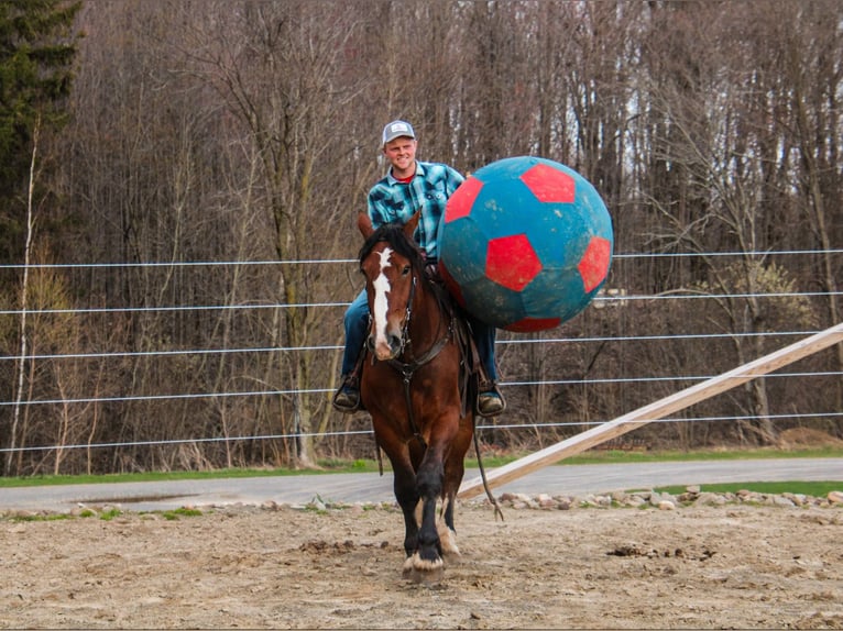 Clydesdale Hongre 4 Ans 168 cm Bai cerise in Warsaw NY
