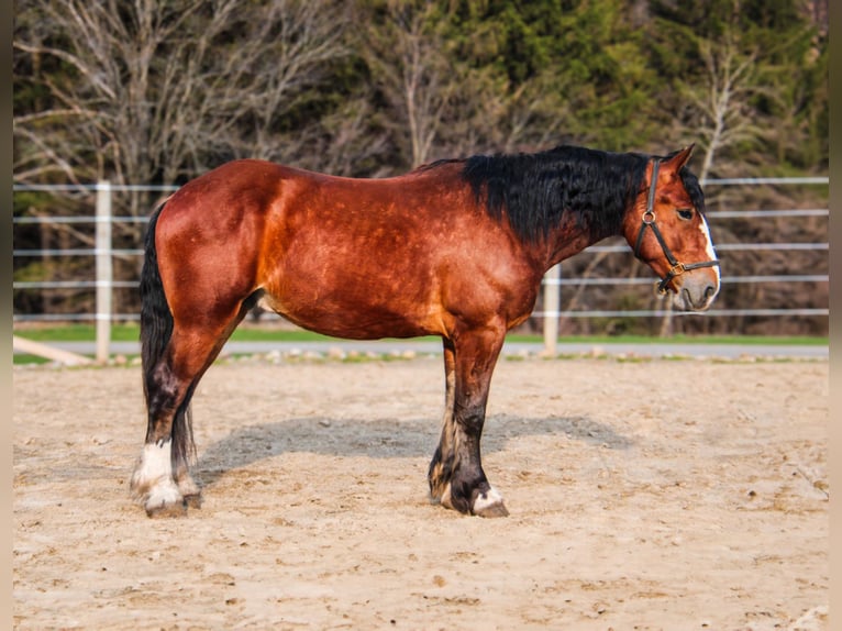 Clydesdale Hongre 4 Ans 168 cm Bai cerise in Warsaw NY