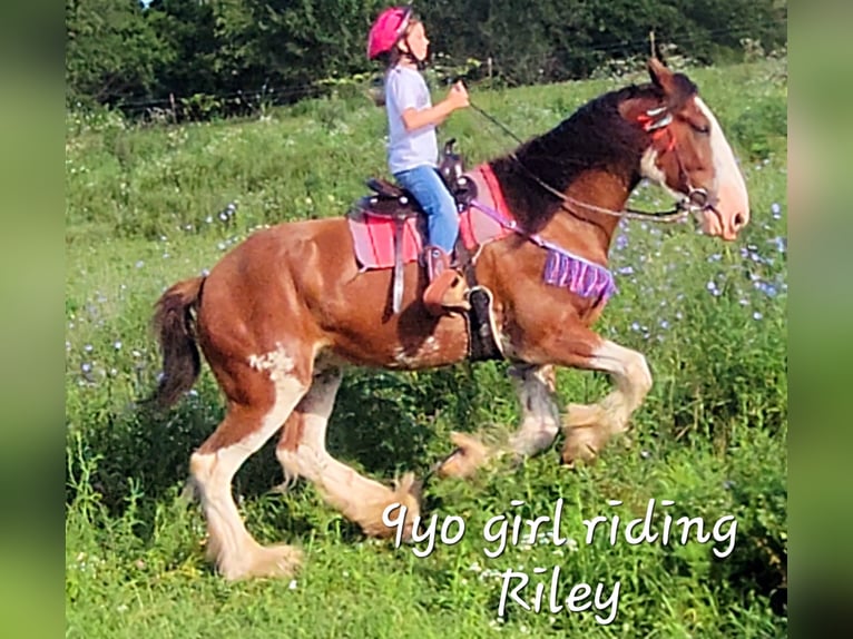 Clydesdale Hongre 4 Ans 173 cm Bai cerise in Ava