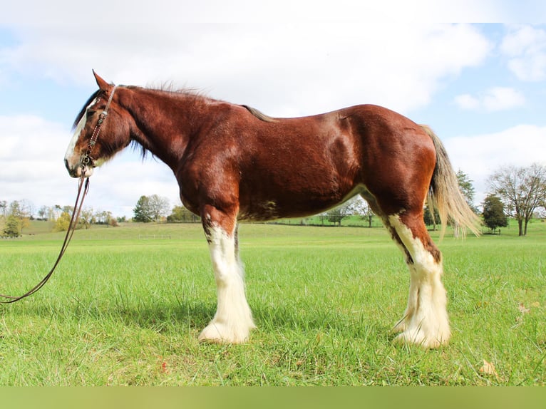 Clydesdale Hongre 5 Ans 163 cm Roan-Bay in Flemingsburg Ky