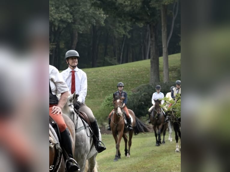 Clydesdale Croisé Hongre 5 Ans 165 cm Bai cerise in Street