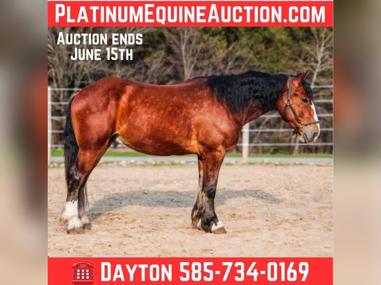 Clydesdale Hongre 5 Ans 168 cm Bai cerise in Warsaw NY
