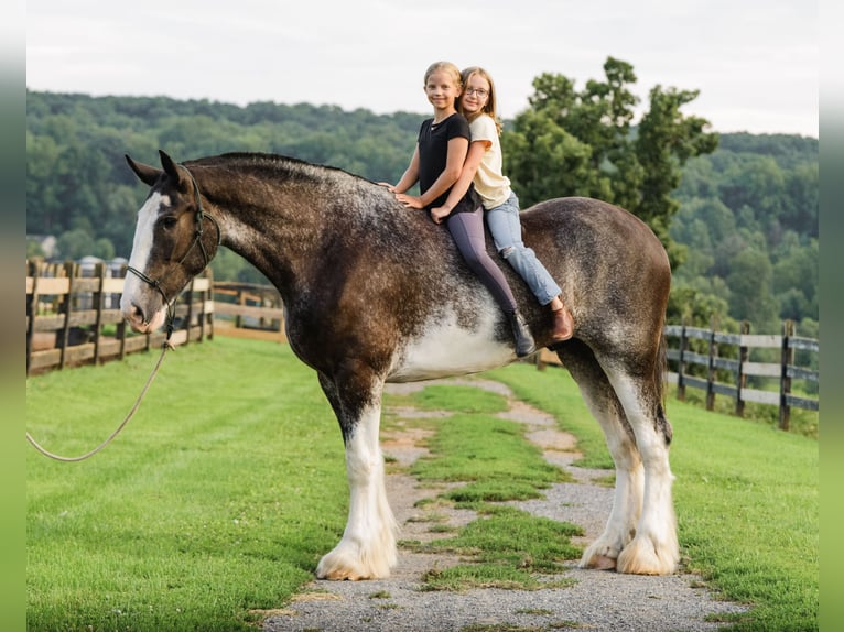 Clydesdale Hongre 5 Ans Pinto in Honey Brook