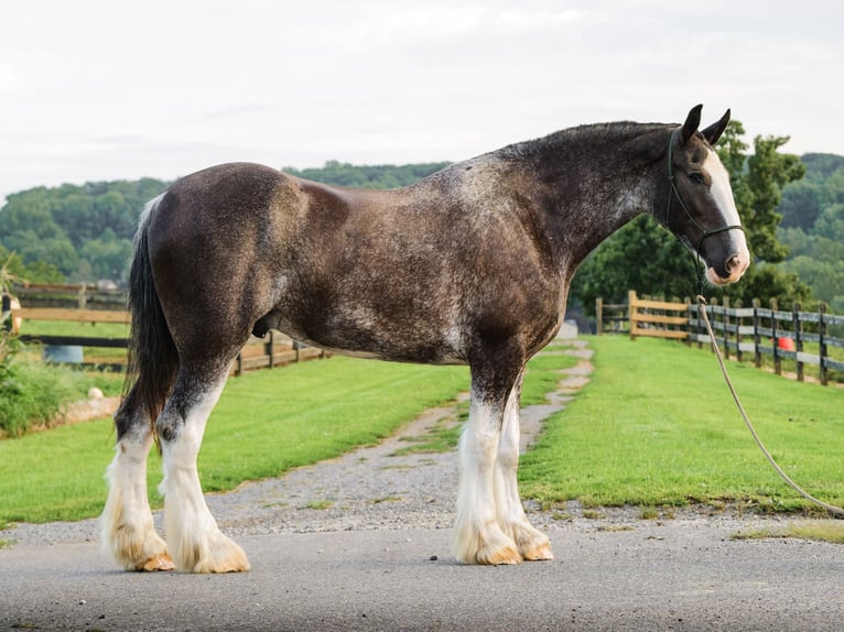 Clydesdale Hongre 5 Ans Pinto in Honey Brook