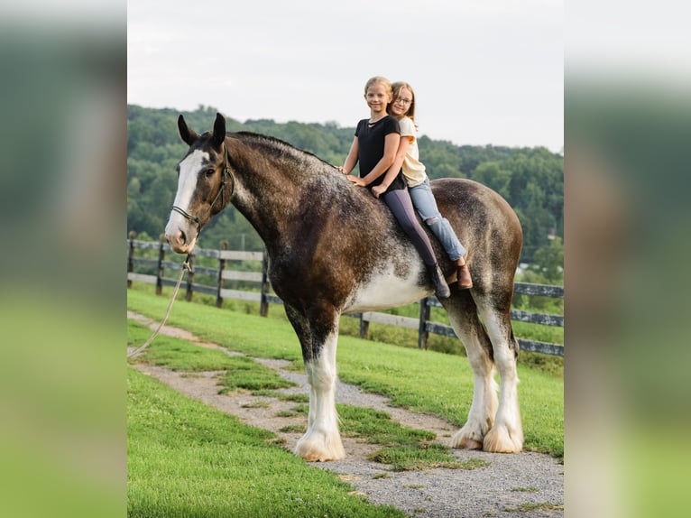 Clydesdale Hongre 5 Ans Pinto in Honey Brook