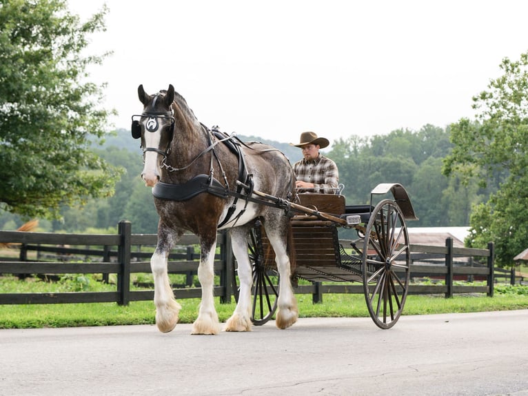 Clydesdale Hongre 5 Ans Pinto in Honey Brook