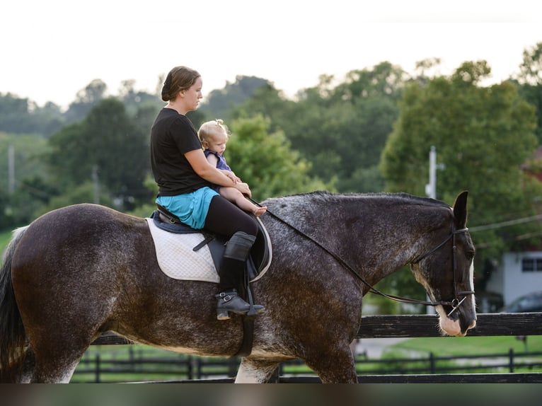 Clydesdale Hongre 5 Ans Pinto in Honey Brook