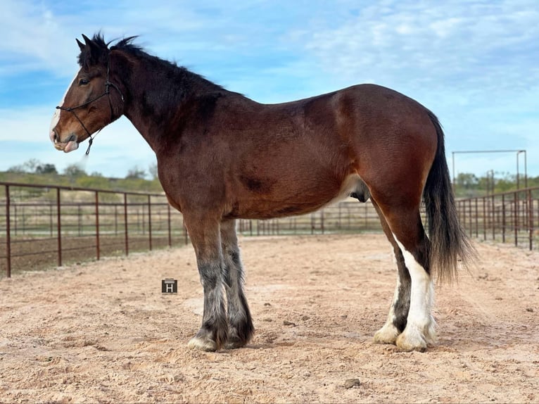 Clydesdale Hongre 6 Ans 170 cm Bai cerise in Jacksboro TX