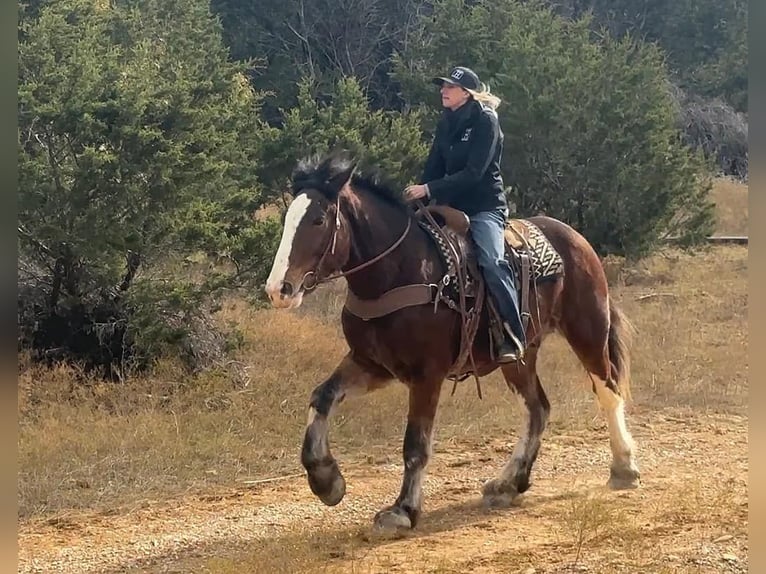 Clydesdale Hongre 6 Ans 170 cm Bai cerise in Jacksboro TX