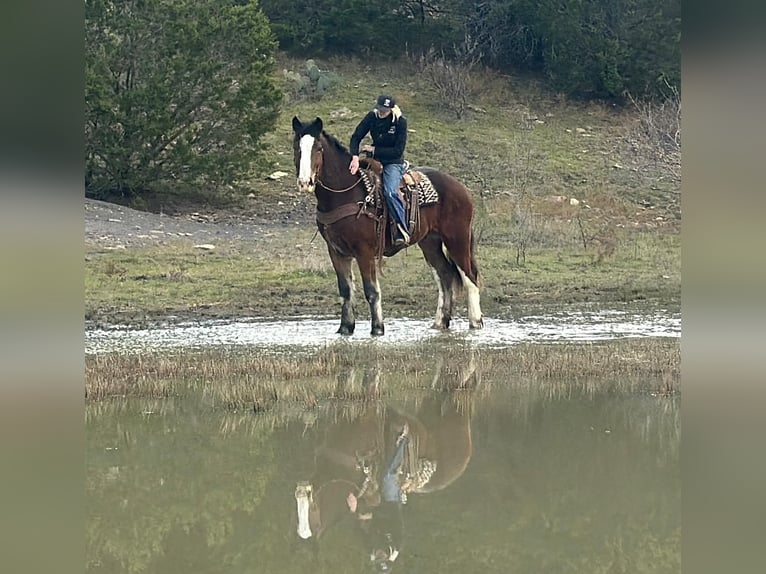 Clydesdale Hongre 6 Ans 170 cm Bai cerise in Jacksboro TX