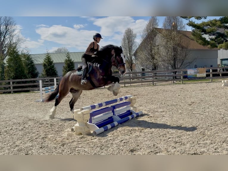 Clydesdale Croisé Hongre 6 Ans 173 cm Bai cerise in Gap