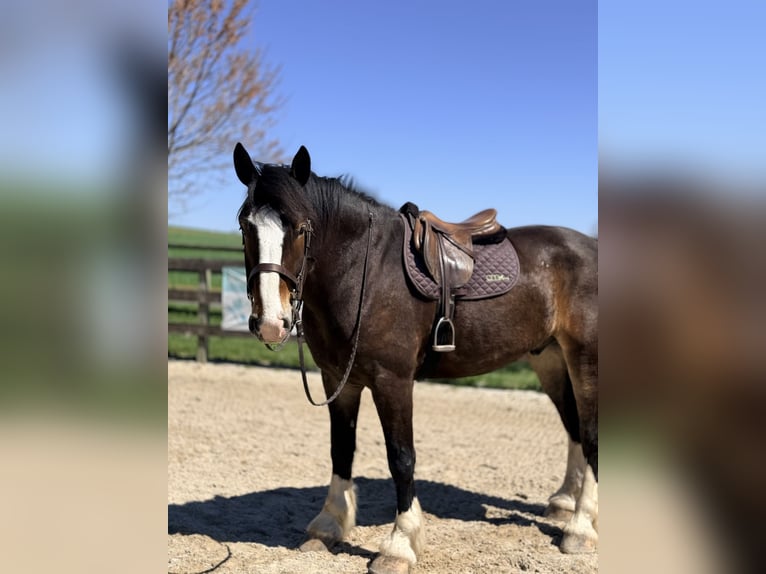 Clydesdale Croisé Hongre 6 Ans 173 cm Bai cerise in Gap