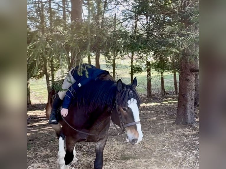 Clydesdale Croisé Hongre 6 Ans 173 cm Bai cerise in Gap