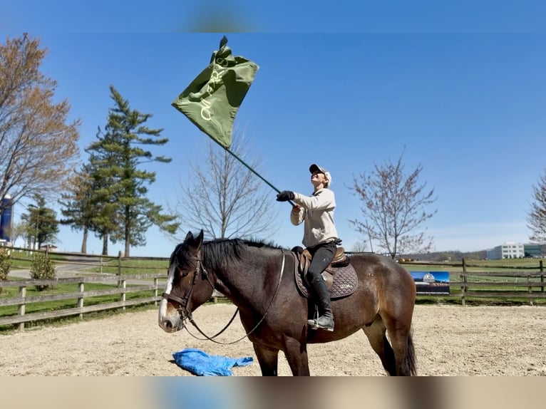 Clydesdale Croisé Hongre 6 Ans 173 cm Bai cerise in Gap