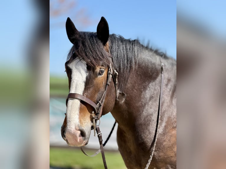 Clydesdale Croisé Hongre 6 Ans 173 cm Bai cerise in Gap