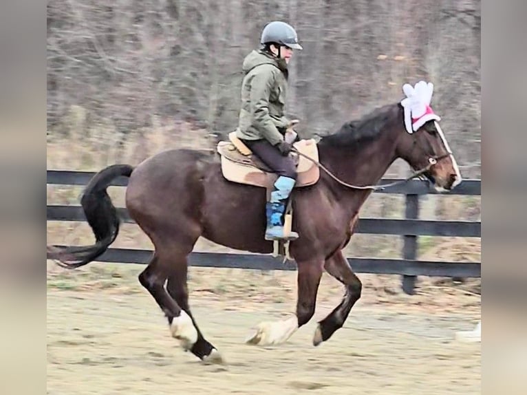 Clydesdale Hongre 7 Ans 165 cm Bai cerise in Jeffersonton
