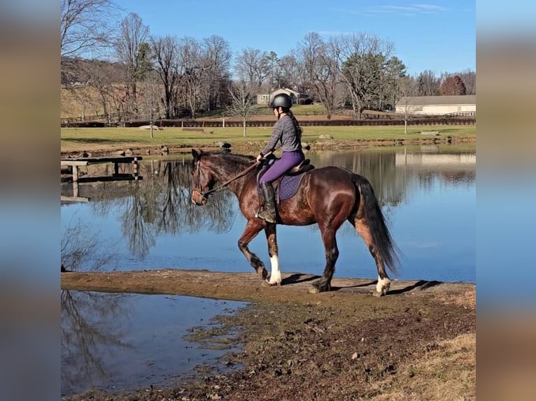 Clydesdale Hongre 8 Ans 165 cm Bai cerise in Jeffersonton