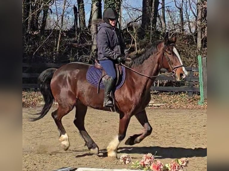 Clydesdale Hongre 8 Ans 165 cm Bai cerise in Jeffersonton