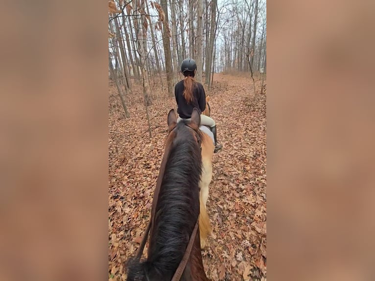 Clydesdale Hongre 8 Ans 165 cm Bai cerise in Jeffersonton